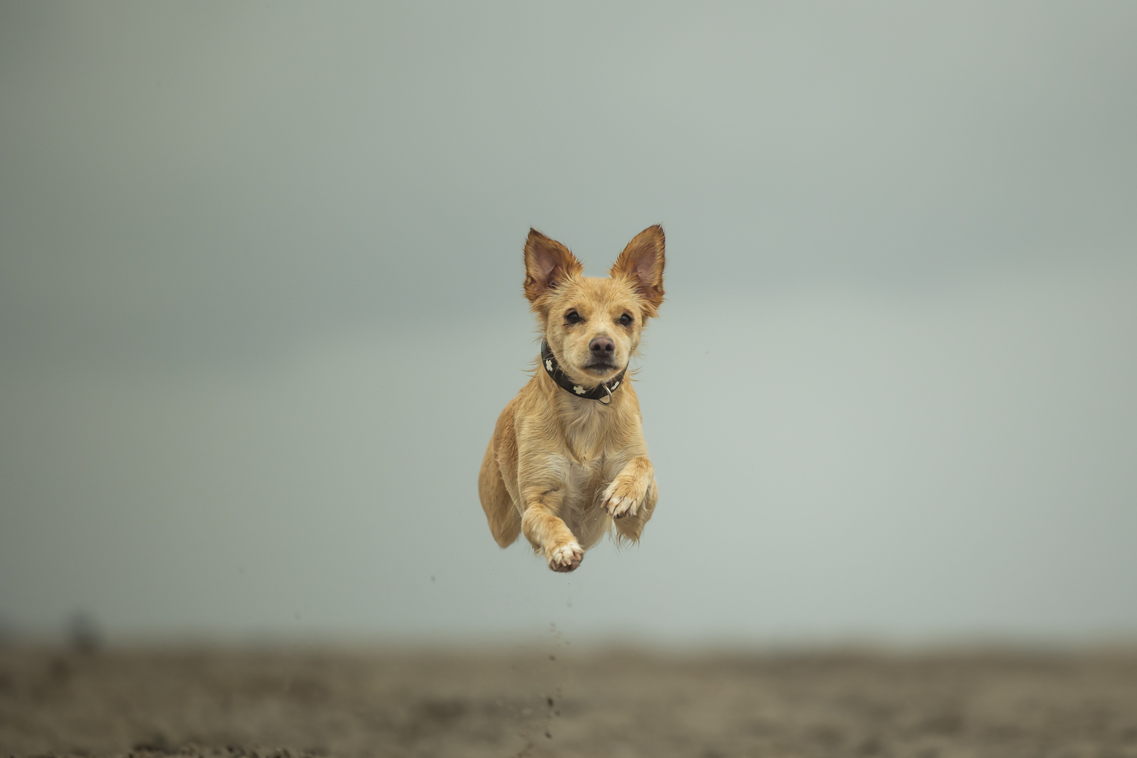 Alba fliegt über den Strand