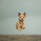 Alba fliegt über den Strand