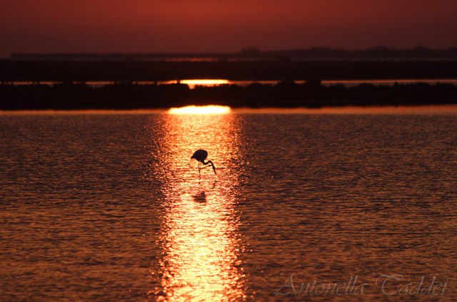 Alba in Camargue