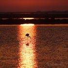 Alba in Camargue