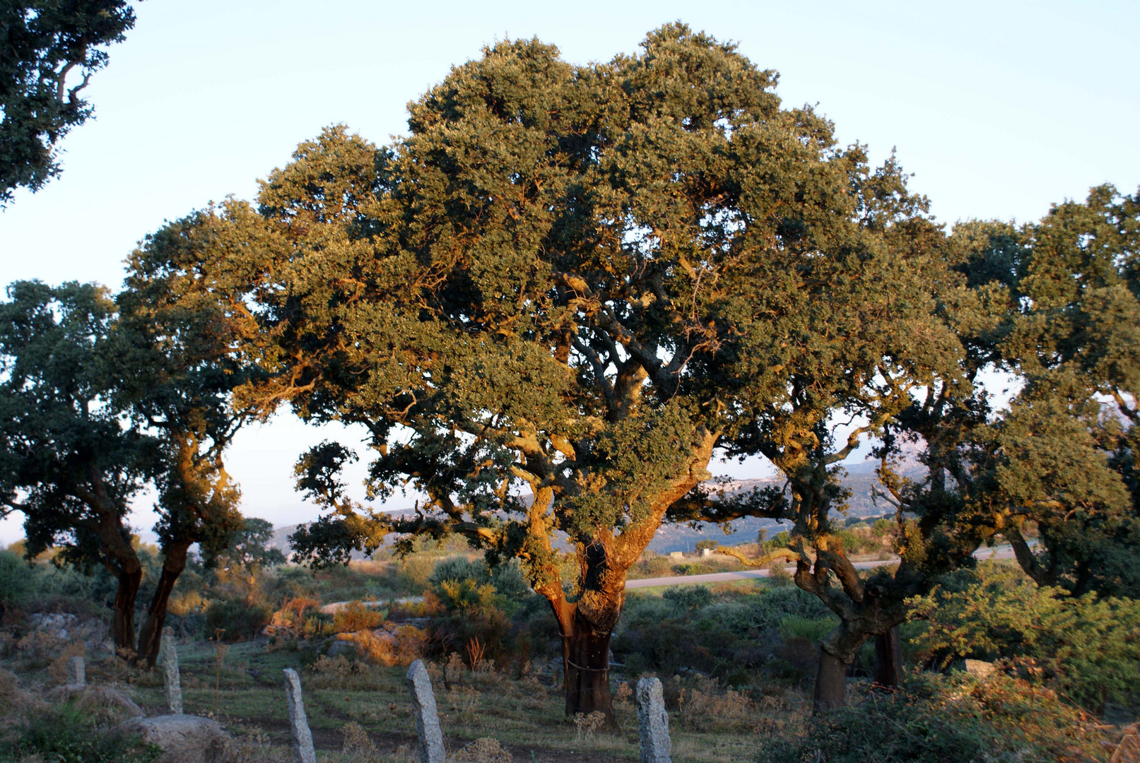 Alba in Gallura