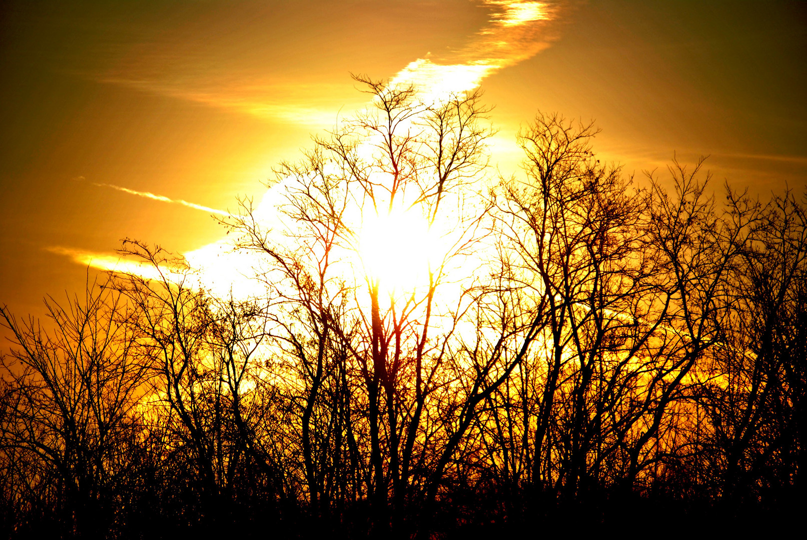 Alba nel bosco