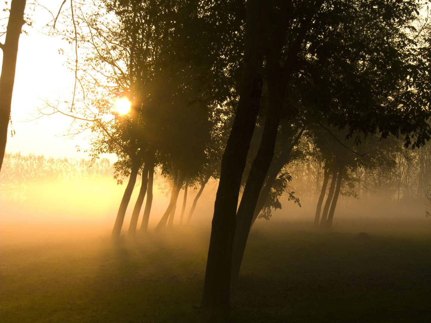 Alba nel Bosco