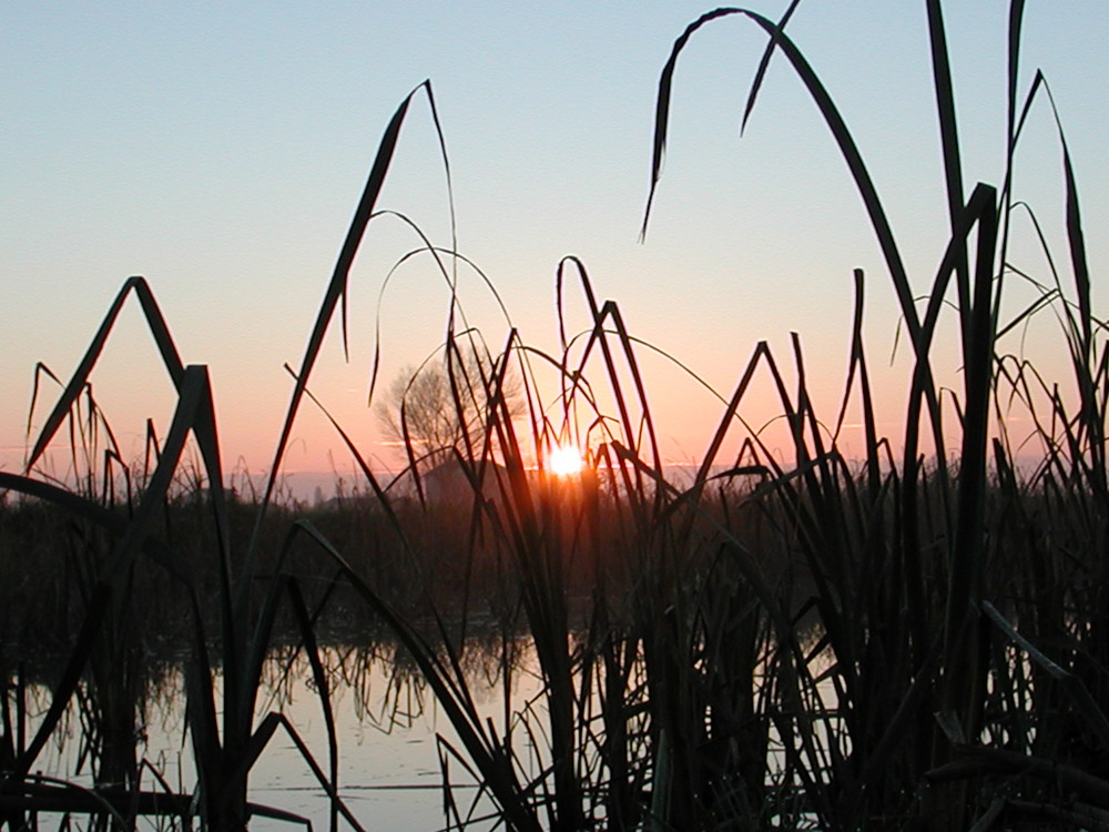 Alba nel canneto