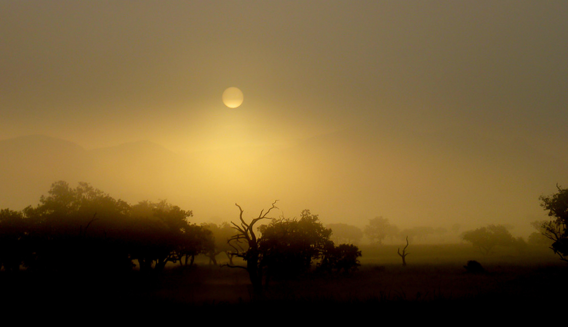 alba nella Savana 