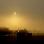 alba nella Savana 