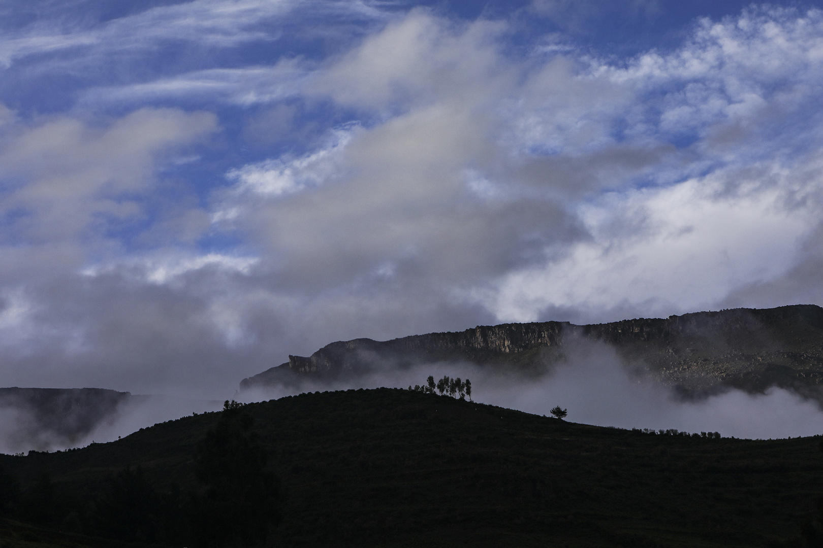 alba peruviana