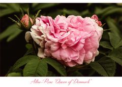 Alba-Rose...