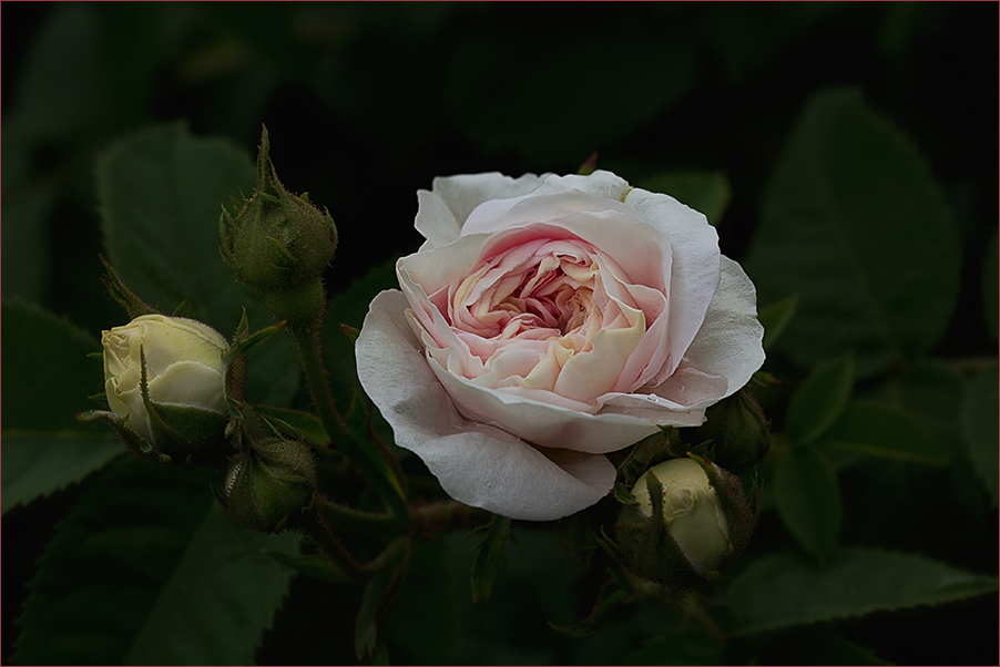 Alba-Rose ~ Félicité Parmentier ....