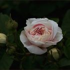 Alba-Rose ~ Félicité Parmentier ....