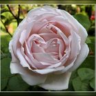 Alba-Rose 'Great Maidens Blush'