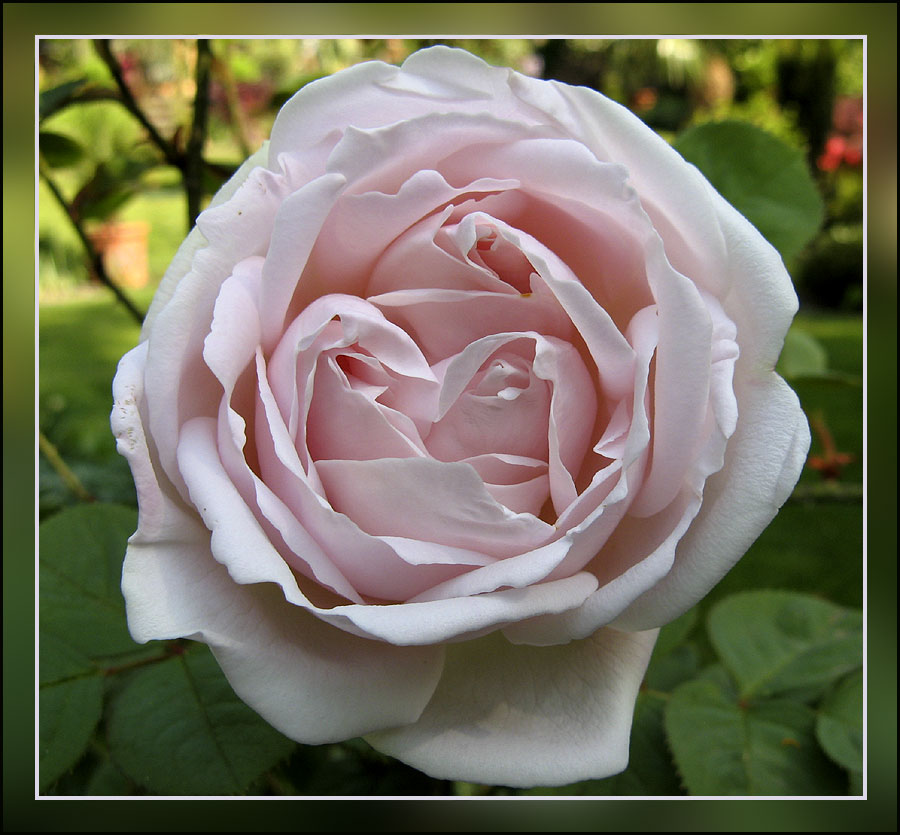 Alba-Rose 'Great Maidens Blush'