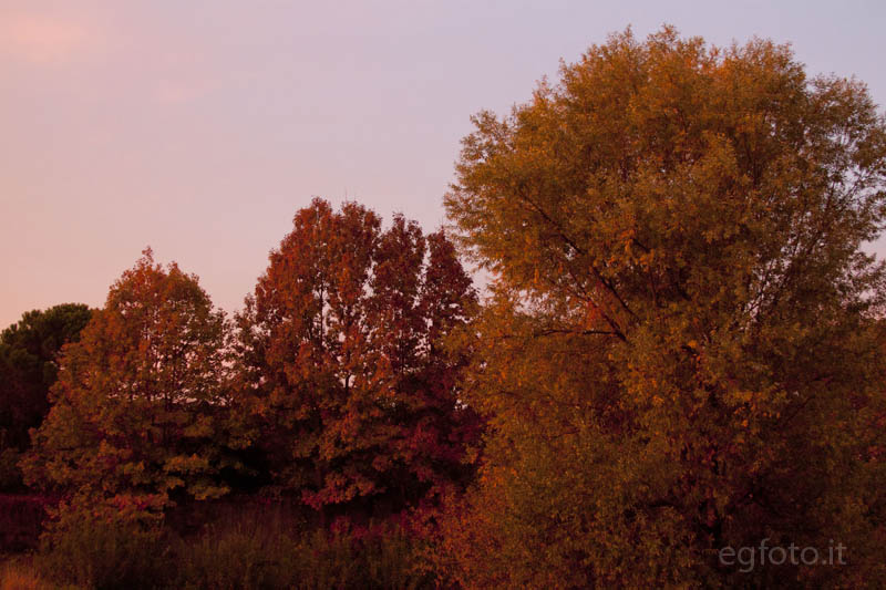 Alba rossa su alberi