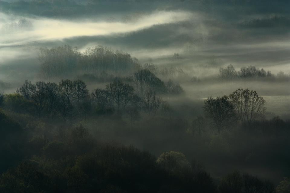 Alba sul Bosco