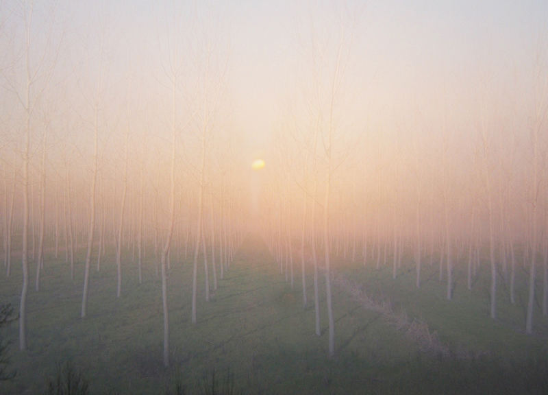 alba tra gli alberi