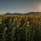 Alba tra i girasoli