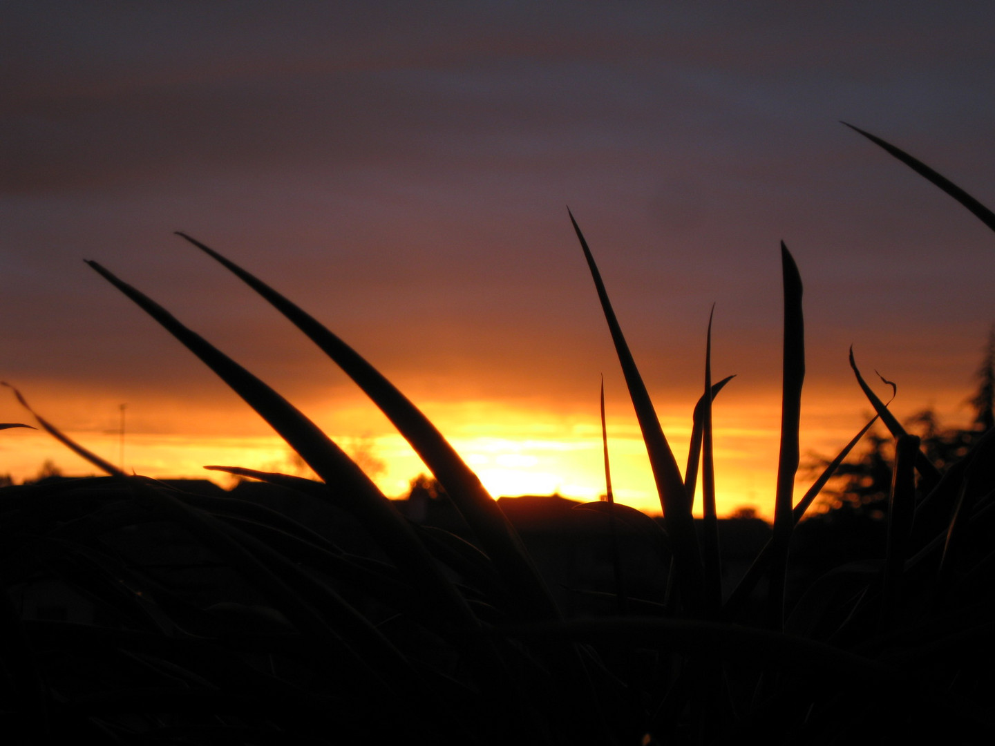 Alba tra le canne