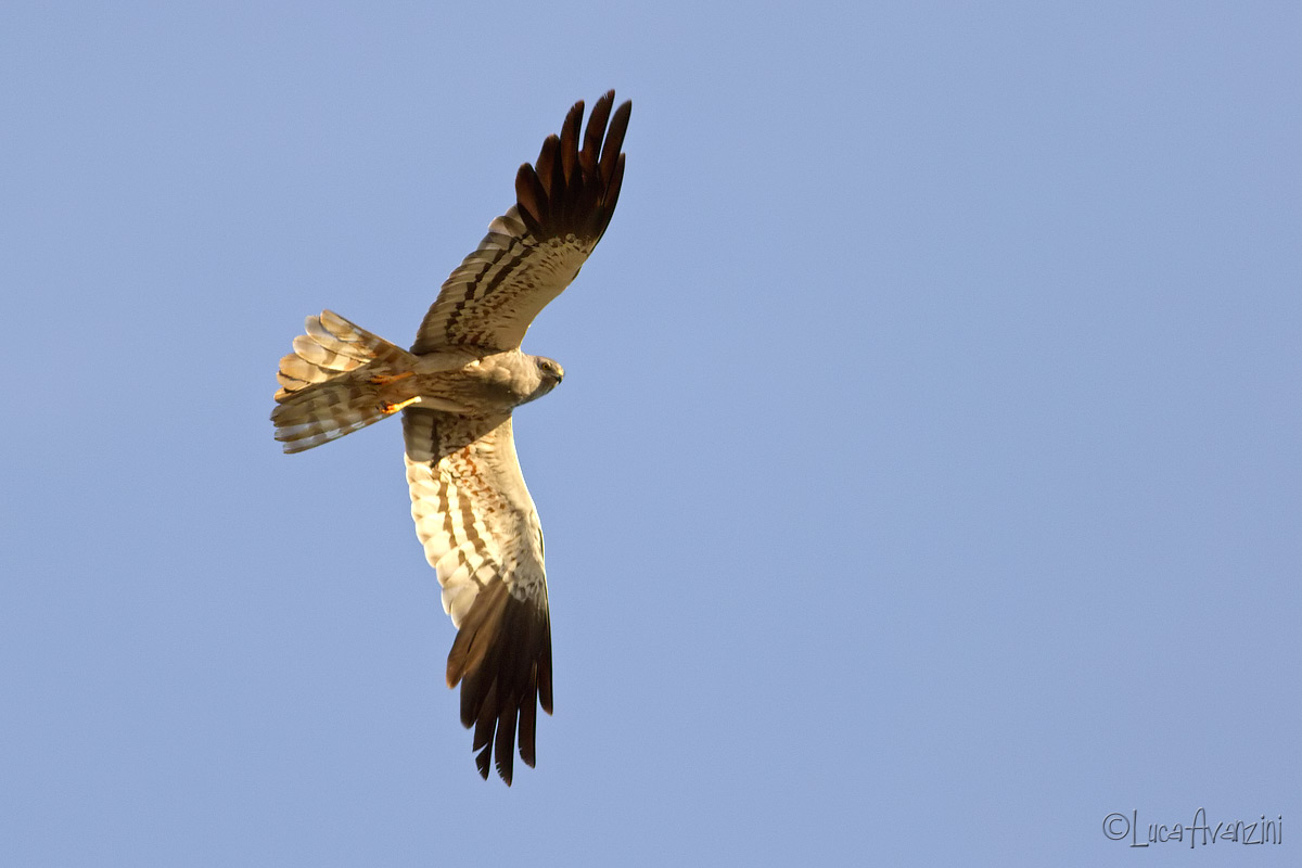 albanella Maschio