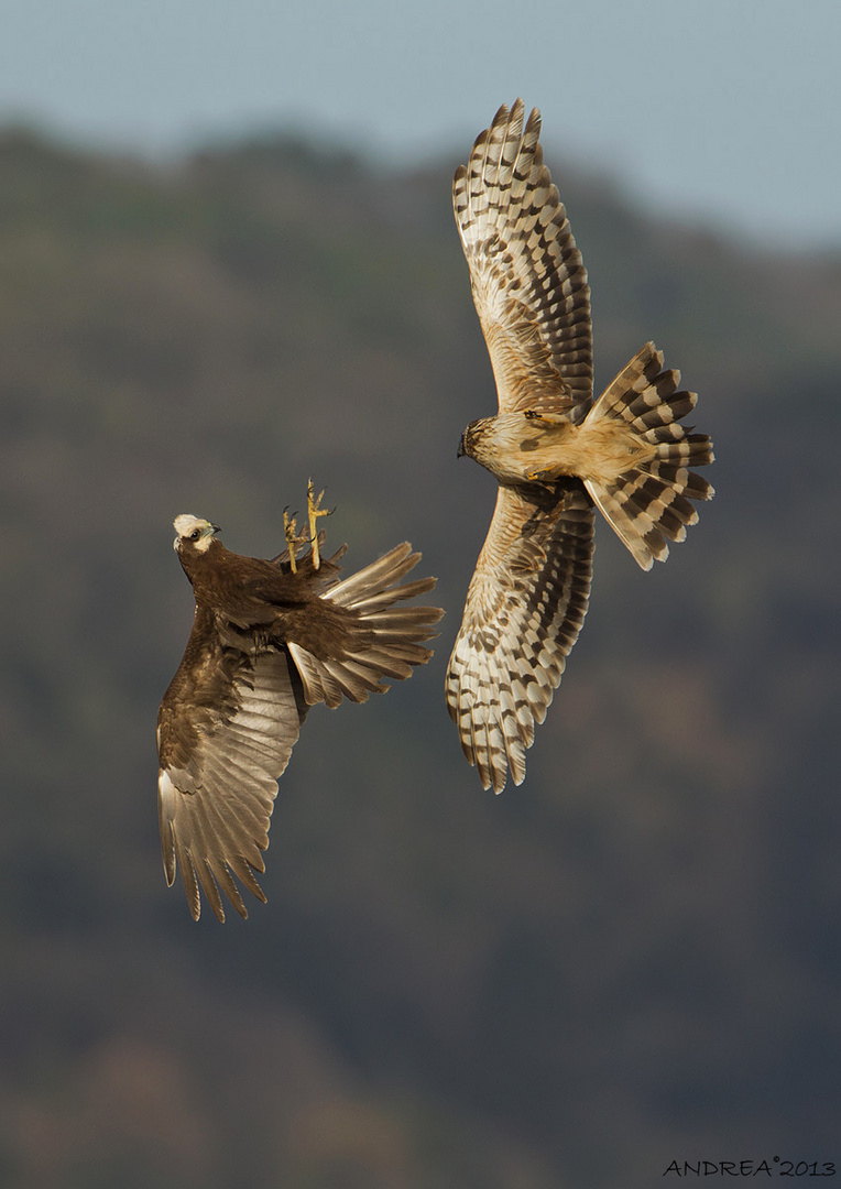 albanella vs falco di palude