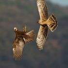 albanella vs falco di palude