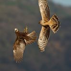 albanella vs falco di palude