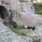 Albanien: Amphitheater in Durres: Einzug der Gladiatoren.