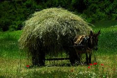 Albanien - Eselfuhrwerk