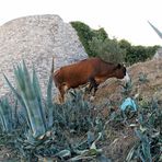 Albanien: Kuh vor der Festrung Lekuresi