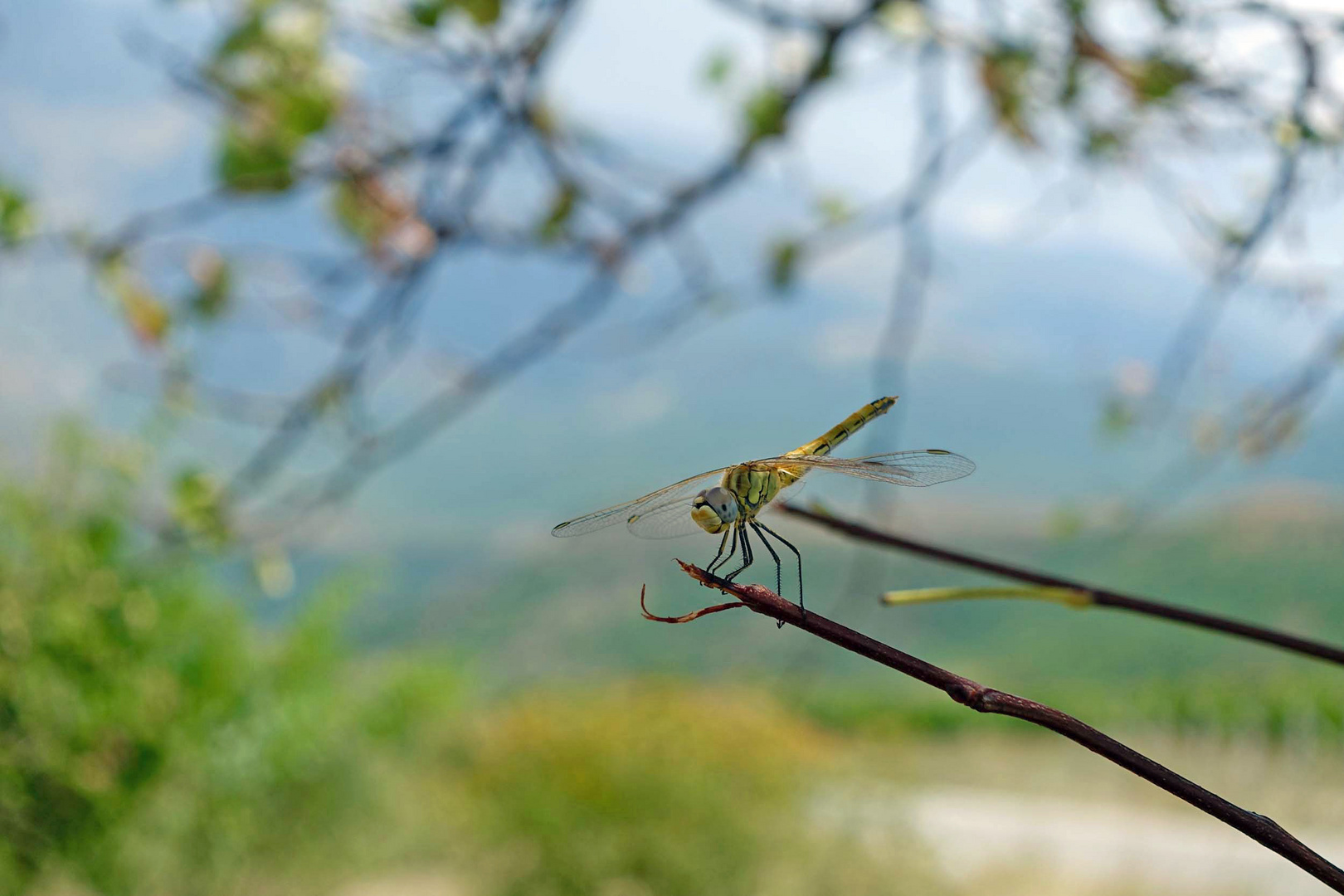 Albanische Libelle