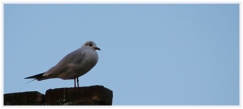 albatro