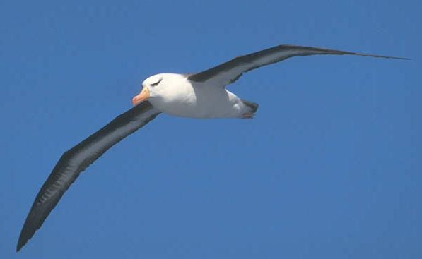 ALBATRO