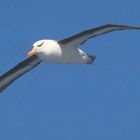 ALBATRO