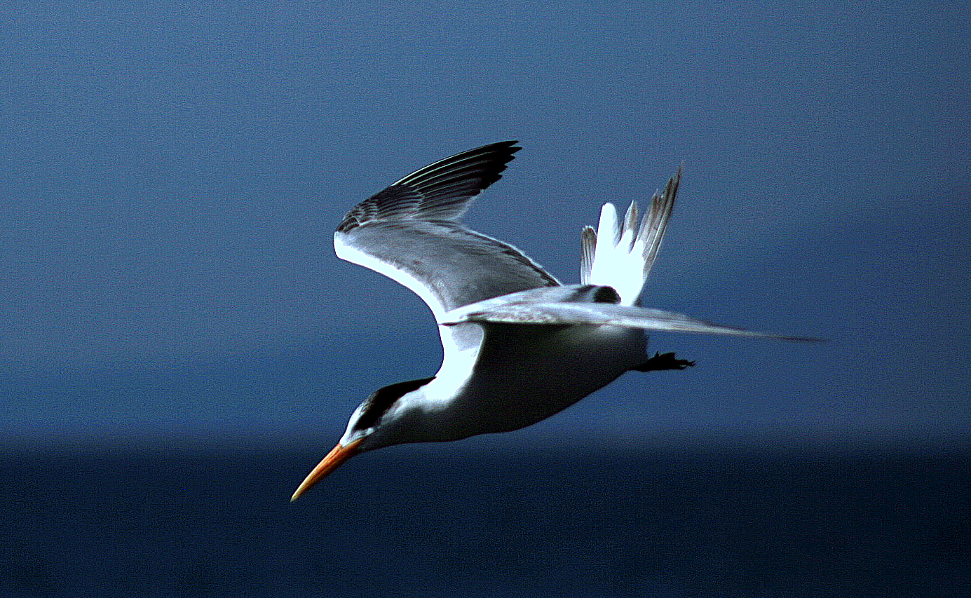 Albatros...!!!