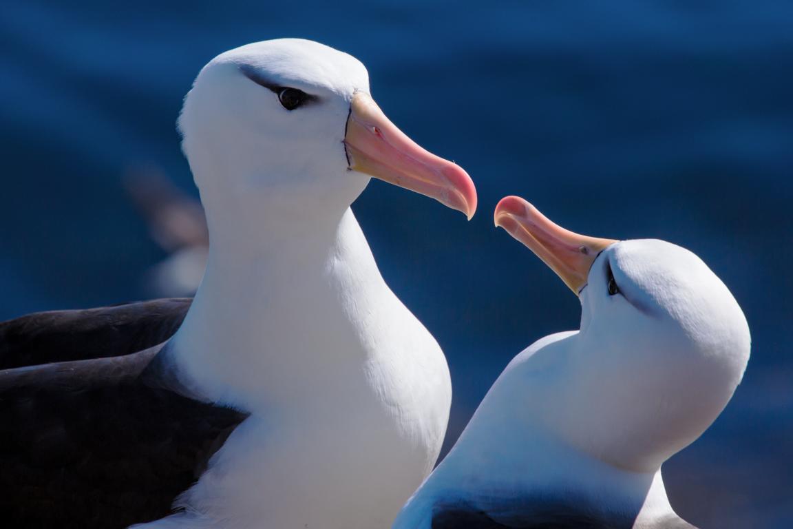 Albatros Foto & Bild | tiere, wildlife, wild lebende vögel Bilder auf ...