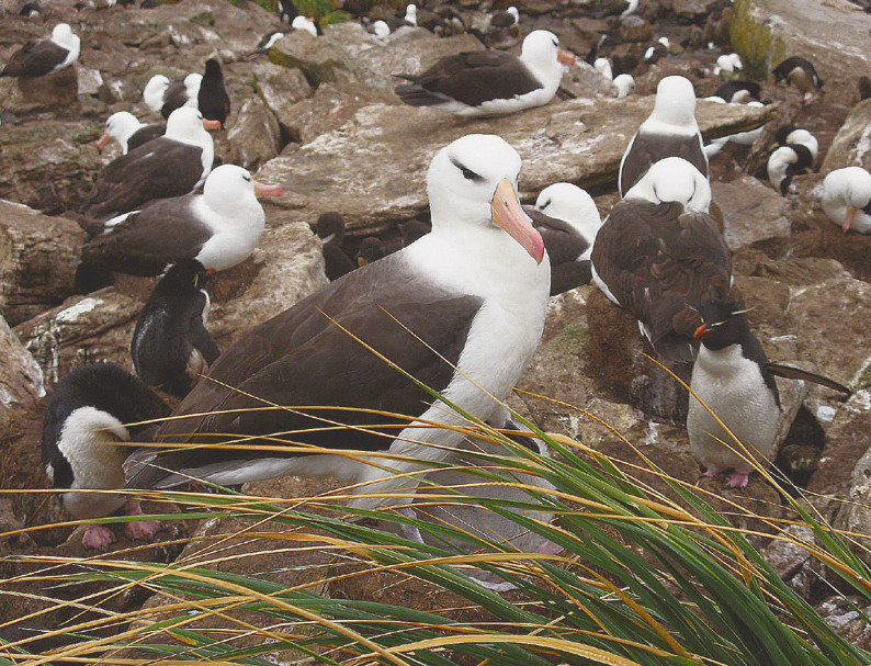 Albatros