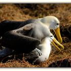 Albatros accouplement