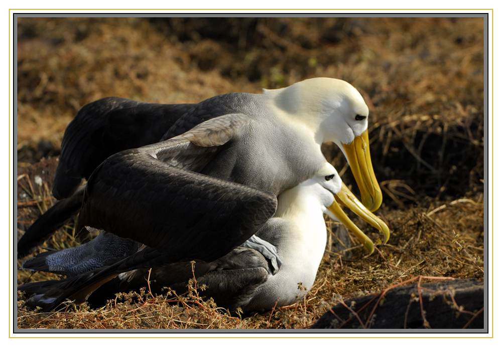 Albatros accouplement