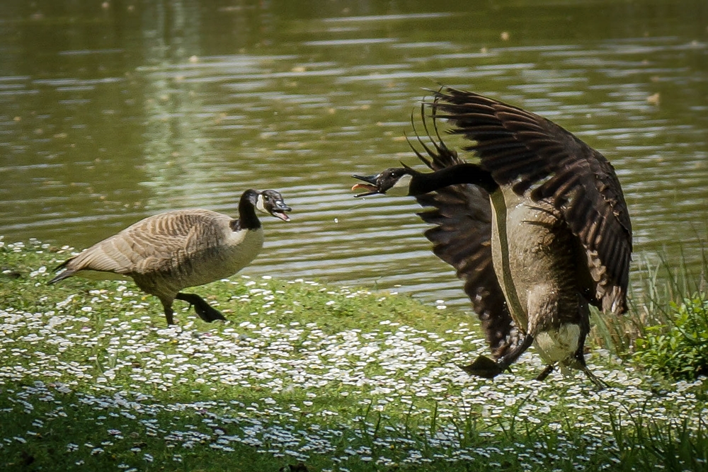 "albatros airlines"