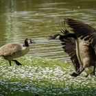 "albatros airlines"