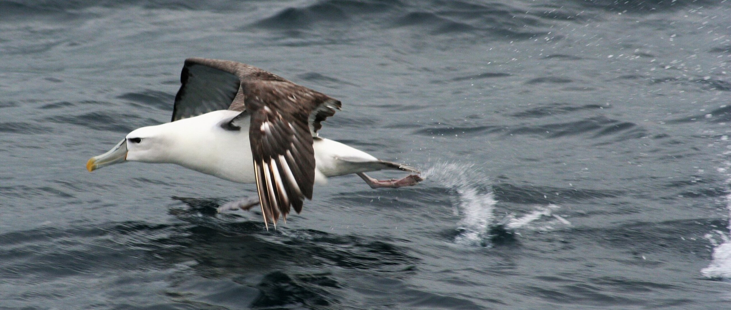 Albatros airlines - take off