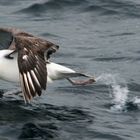 Albatros airlines - take off