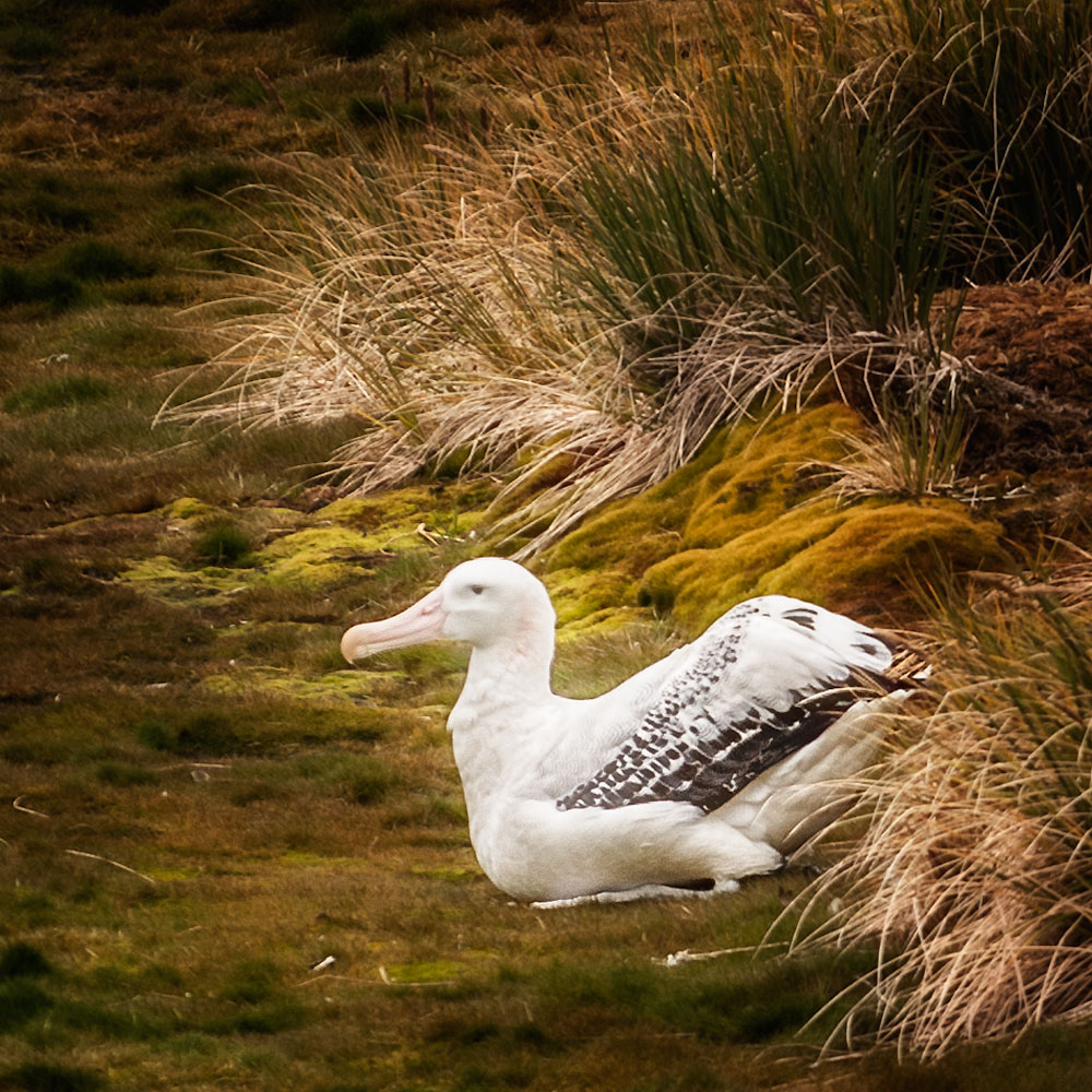 Albatros an Land