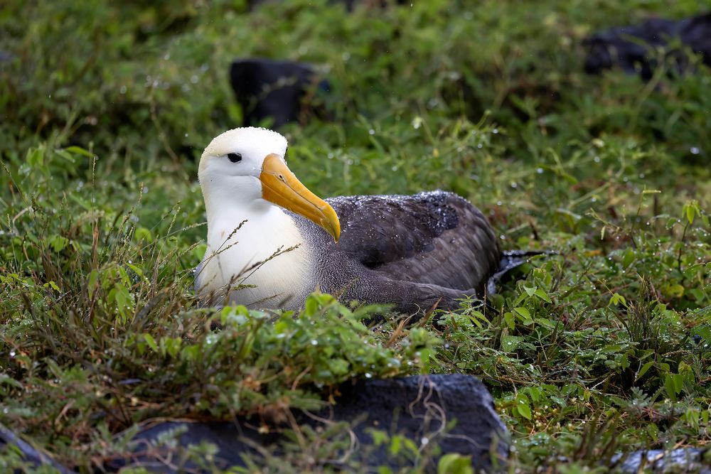 Albatros au nid