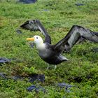 albatros au sol