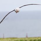 Albatros auf Helgoland