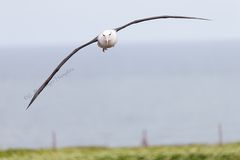 Albatros auf Helgoland