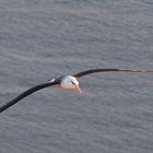 Albatros auf Helgoland
