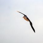 Albatros auf Helgoland ...mein Glückstreffer