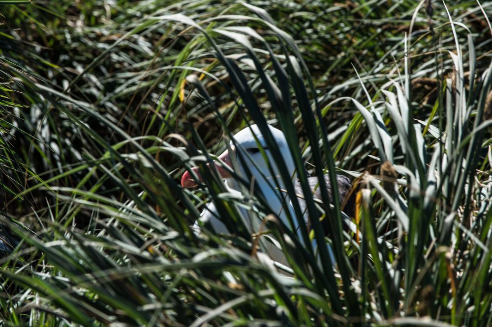 Albatros, Brüten im hohen Grass