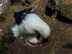 Albatros, eine neue Generation ist unterwegs